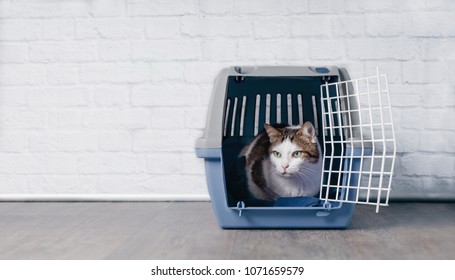 Cute Old Tabby Cat Sitting In A Travel Crate And Look Sideways.