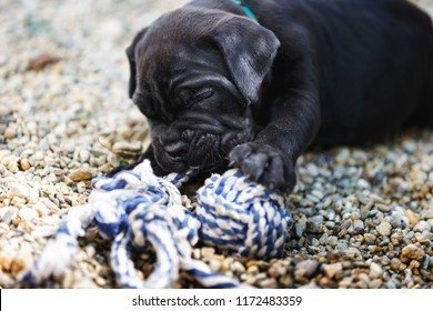 Cute one month old cane corso puppy plays with rope toy outside, selective focus