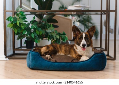 A cute orange cardigan welsh corgi lies on a dog sofa at home. A relaxed dog lies on a dog bed against the background of a rack with a plant.