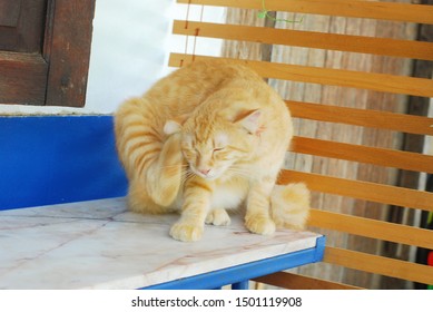cute orange cat for background and texture - Shutterstock ID 1501119908
