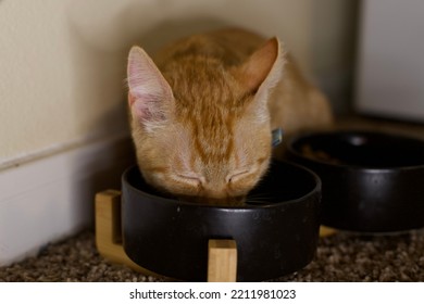 Cute Orange Cat Drinking Out Of Water Dish.