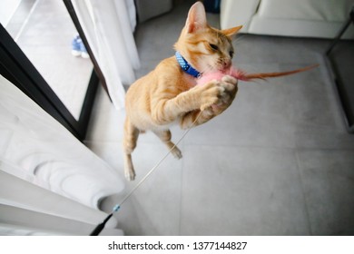 Cute Orange  Cat Playing Toy.Close Up Picture Of A Young Yellow Cat On A Floor.