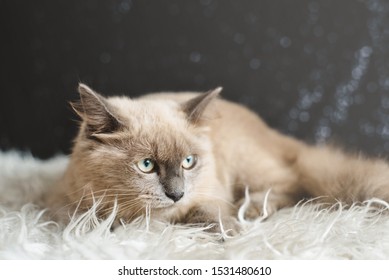 Furry Cat Images Stock Photos Vectors Shutterstock