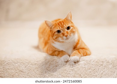 Cute orange cat relaxing close up - Powered by Shutterstock