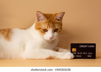 A cute orange cat is showing off his credit card. Online payments. Point accumulation. Economical and convenient trading. On the yellow-orange background