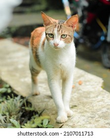 Cute Orange Cat Walking For Food