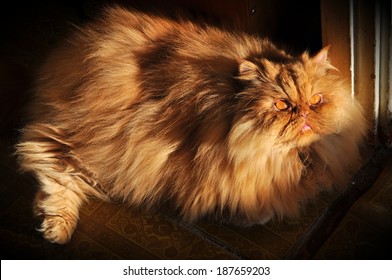 Fat Cat Stock Photos Images Photography Shutterstock