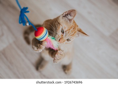 Chat Drole Images Photos Et Images Vectorielles De Stock Shutterstock