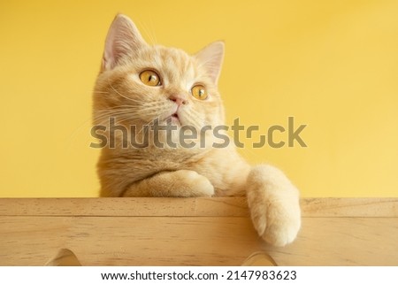 cute orange Munchkin cat looking around with yellow background, concept of pets, domestic animals. Close-up portrait of cat sitting down looking around