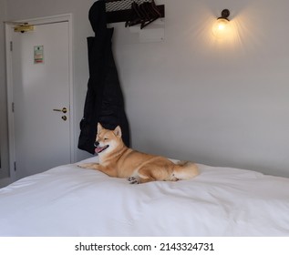 A cute orange Shiba Inu fox dog on the hotel bed smiling looking happy  - Shutterstock ID 2143324731