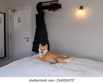 A cute orange Shiba Inu fox dog on the hotel bed smiling looking happy  - Shutterstock ID 2143324737