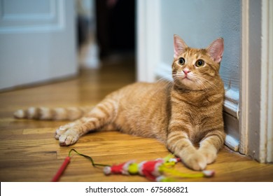 Cute, orange tabby cat looks alert and wants to play, in an older, urban, city apartment with wood floors. His toy lies unused beside him.