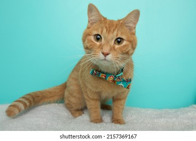 Cute Orange Tabby Cat Wearing A Bow Tie