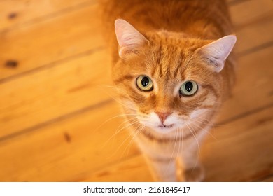 Cute Orange Tomcat Called Spritz