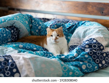 cute orange and white cat siting on the bed.