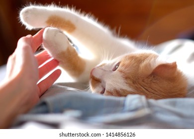 Cute Orange And White Cat Touching Human Hand