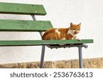 A cute orange withe cat 