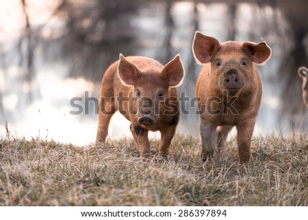 Cute orange young mangalitsa (furry) pigs on the pasture looking at the camera. Selective focus, warmer tones.