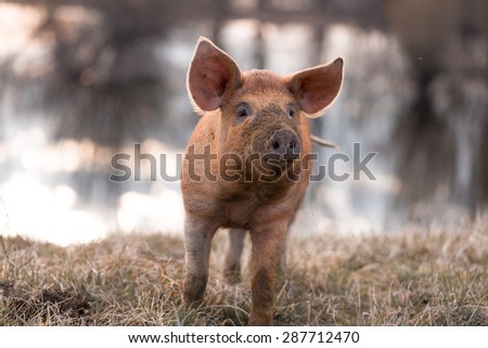 Cute orange young mangalitsa (furry) pig on the pasture looking away camera. Selective focus, warmer tones. One animal only