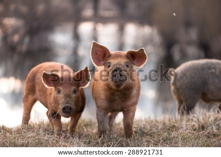 Cute orange young mangalitsa (furry) pigs on the pasture looking at the camera. Selective focus, warmer tones.
