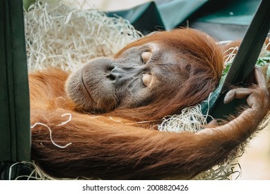 Cute orangutan with red fur having a rest in ZOO. Exotic wild animal sleeping in swing. Adult male of Sumatran orangutan.Endangered monkey.