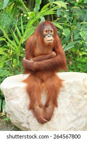 Cute Orangutan sitting on the rock and cross one's arm