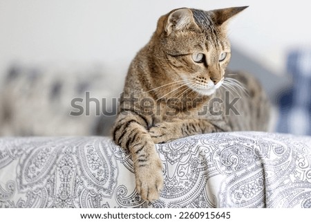 Cute oriental cat sitting in the bedroom at home, domestic animal portrait. High quality photo.