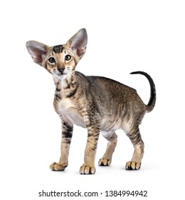 Oriental Shorthair Images Stock Photos Vectors Shutterstock