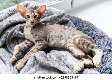 Cute oriental shorthair tabby kitten sleeping near the window. - Shutterstock ID 2198565497
