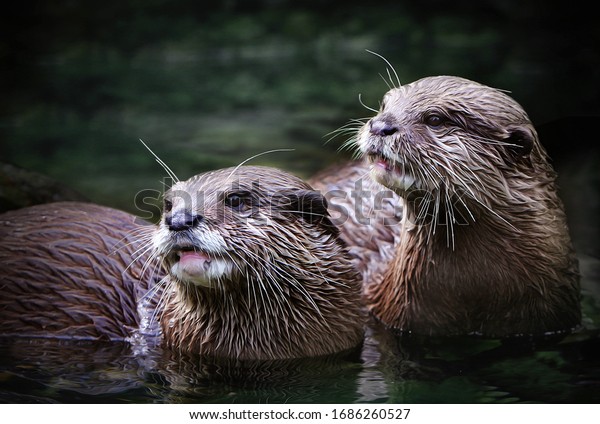 cute otter couple in the water\
