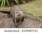 A cute otter (Lutrinae) resting in a zoo cage on the blurred background