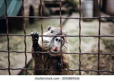 Cute Otter Rodent Cach Zoo Metal Cage Bars And Look In Camera