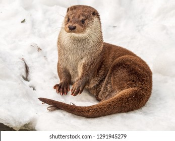 Cute Otter Sitting In Snow