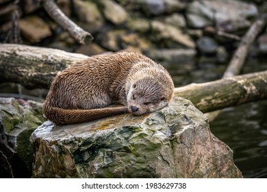 Cute Otter Sleeping On A Stone