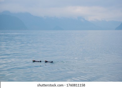 Cute Otters Floating. Prince William Sound Area Cruise . Alaska AK American Road Trip Sightseeing Nature - Prince William Sound - Whittier - Seward Area 