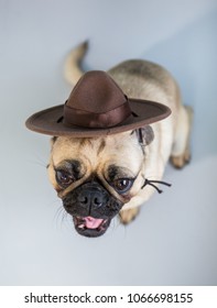 Cute Overhead Photo Of A Pug Puppy Wearing A Mountie Hat