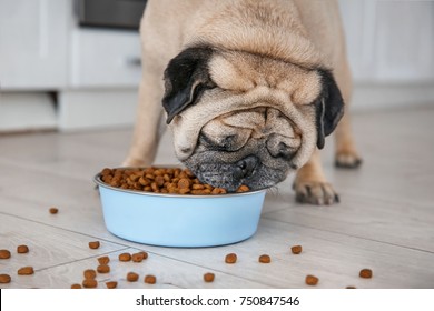 how much should a pug eat