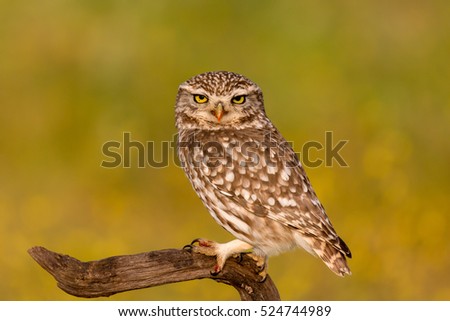 Image, Stock Photo Cute ow Beautiful Nature