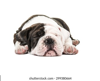 Cute Pacific Bulldog Puppy Sound Sleep Stock Photo 299380664 | Shutterstock