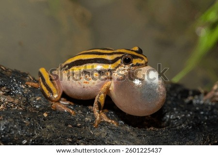 A cute painted reed frog (Hyperolius marmoratus marmoratus), also known as a marbled reed frog, calling at the edge of a pond