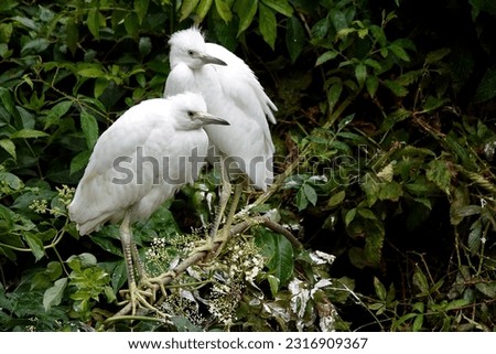         Cute pair of immature Snowy Egrets perched in the rookery at Cypress Wetlands.                       