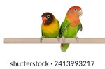 Cute pair of Lovebirds aka Agapornis, sitting together on a fake wooden branch. Isolated on a white background.