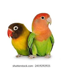 Cute pair of Lovebirds aka Agapornis, sitting close together on flat surface. Isolated on a white background.