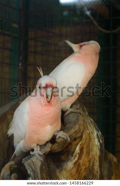 Cute Pair Pink Major Mitchells Cockatoo Animals Wildlife Nature