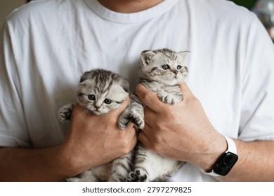 Cute pair of Scottish Fold kittens being held by an adult man indoors. Small striped kittens with blue eyes sitting comfortably in caring hands. Concept of pet ownership, animal care and domestic cats