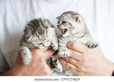 Cute pair of Scottish Fold kittens being held by an adult man indoors. Small striped kittens with blue eyes sitting comfortably in caring hands. Concept of pet ownership, animal care and domestic cats