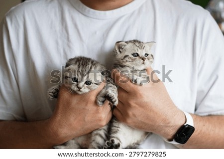 Cute pair of Scottish Fold kittens being held by an adult man indoors. Small striped kittens with blue eyes sitting comfortably in caring hands. Concept of pet ownership, animal care and domestic cats