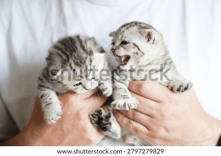 Cute pair of Scottish Fold kittens being held by an adult man indoors. Small striped kittens with blue eyes sitting comfortably in caring hands. Concept of pet ownership, animal care and domestic cats