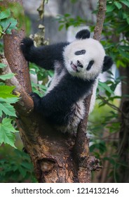 Cute panda bear climbing tree