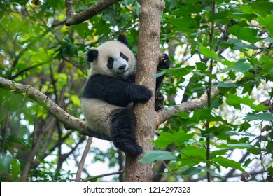 Cute panda bear climbing tree 